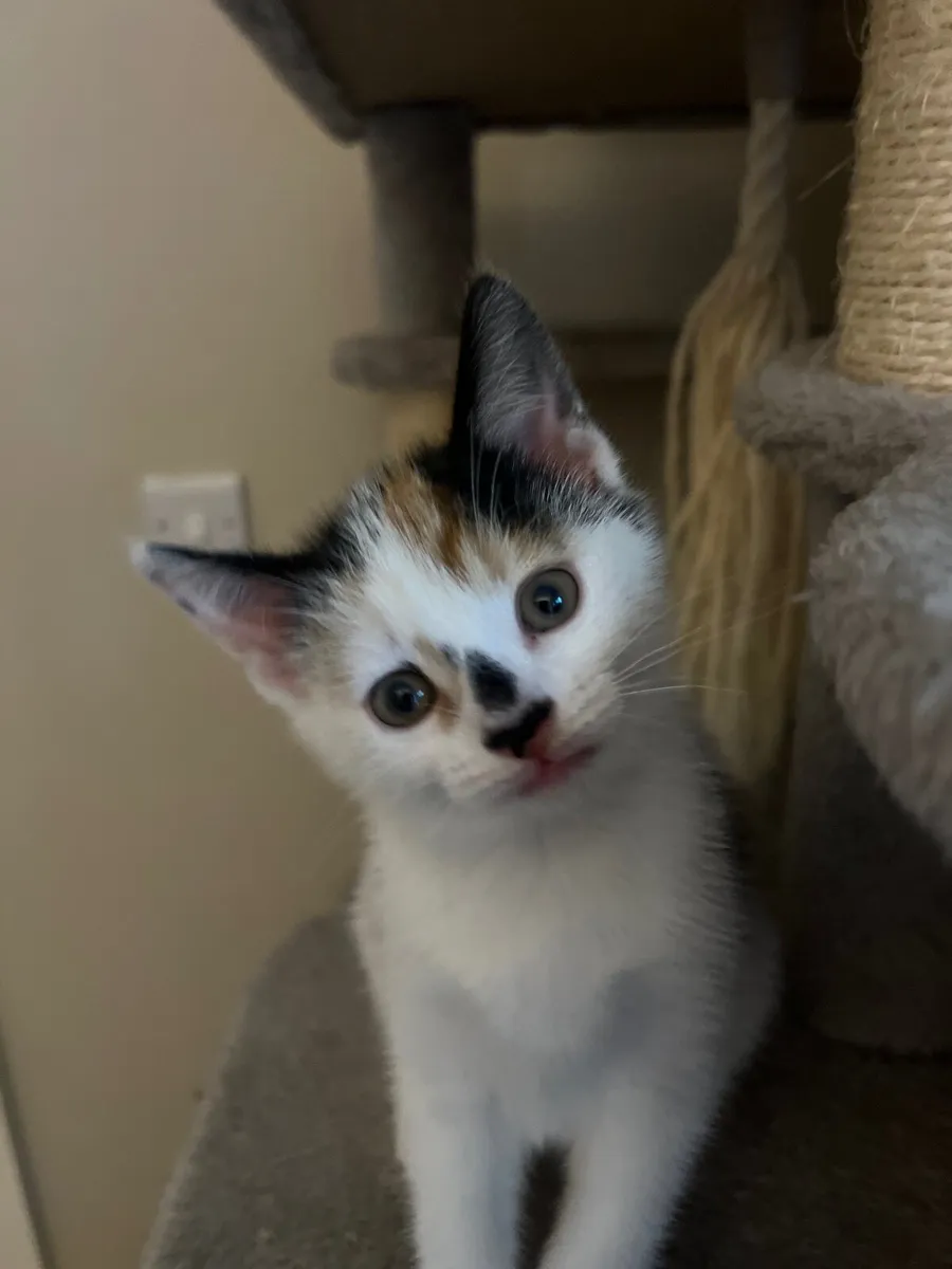 A female kitten 2 months old - Image 4