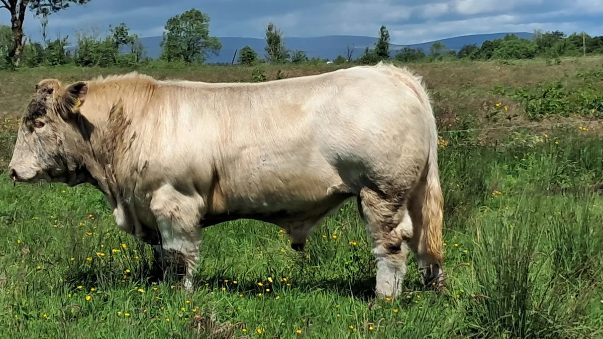 Charolais bulls - Image 3