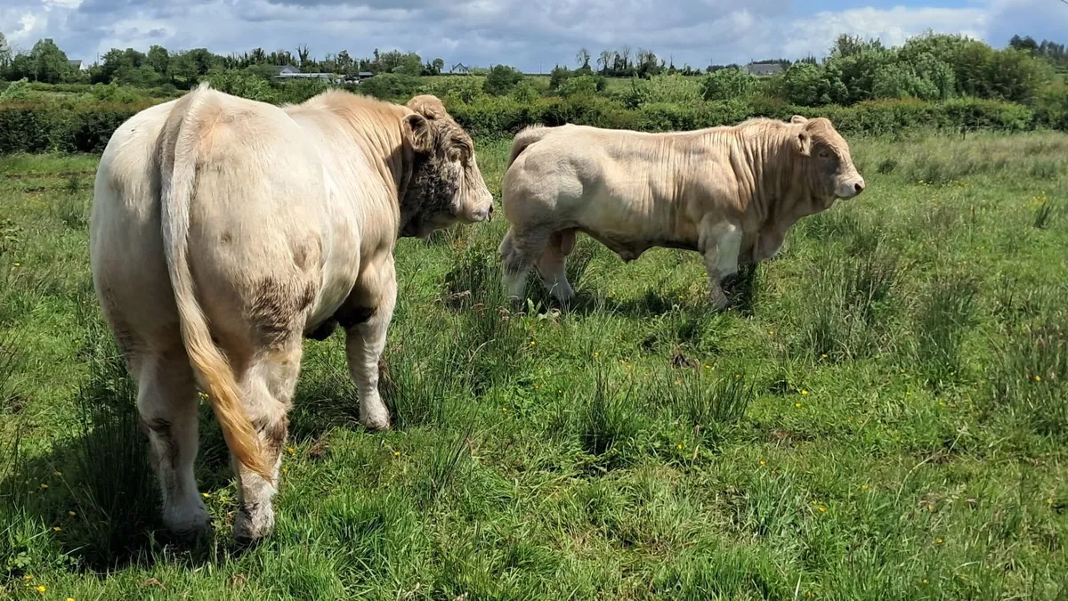 Charolais bulls - Image 2