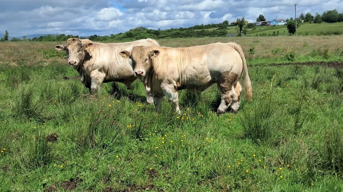 Charolais bulls - Image 1