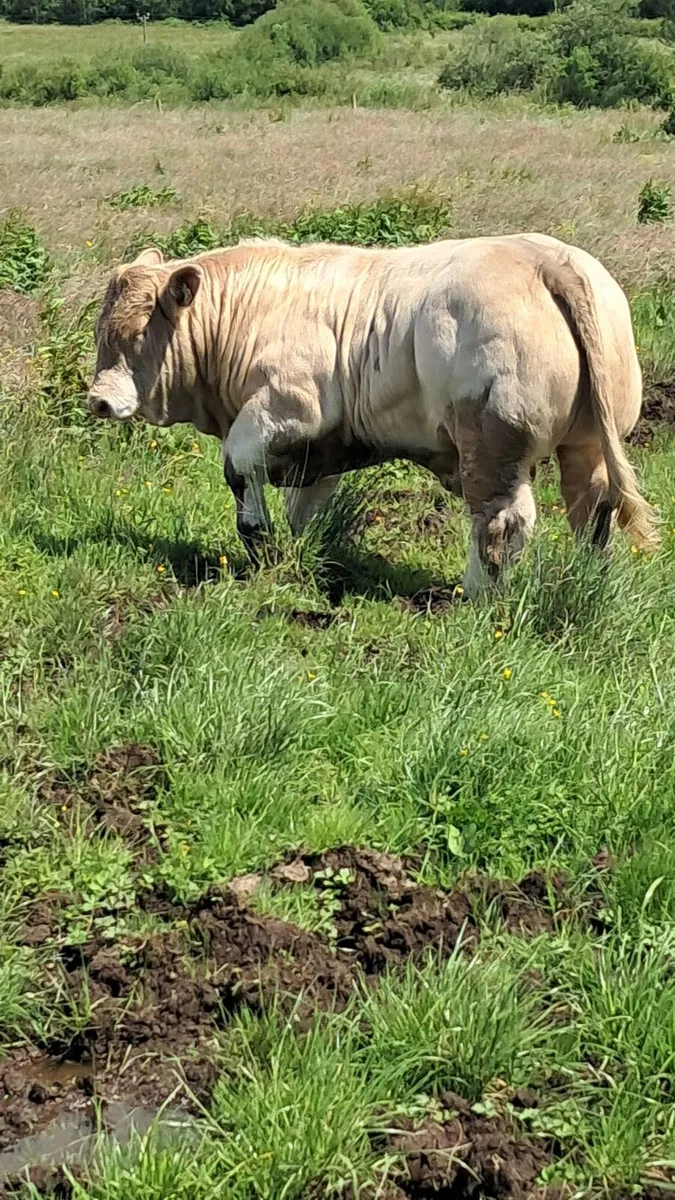 Charolais bulls - Image 4
