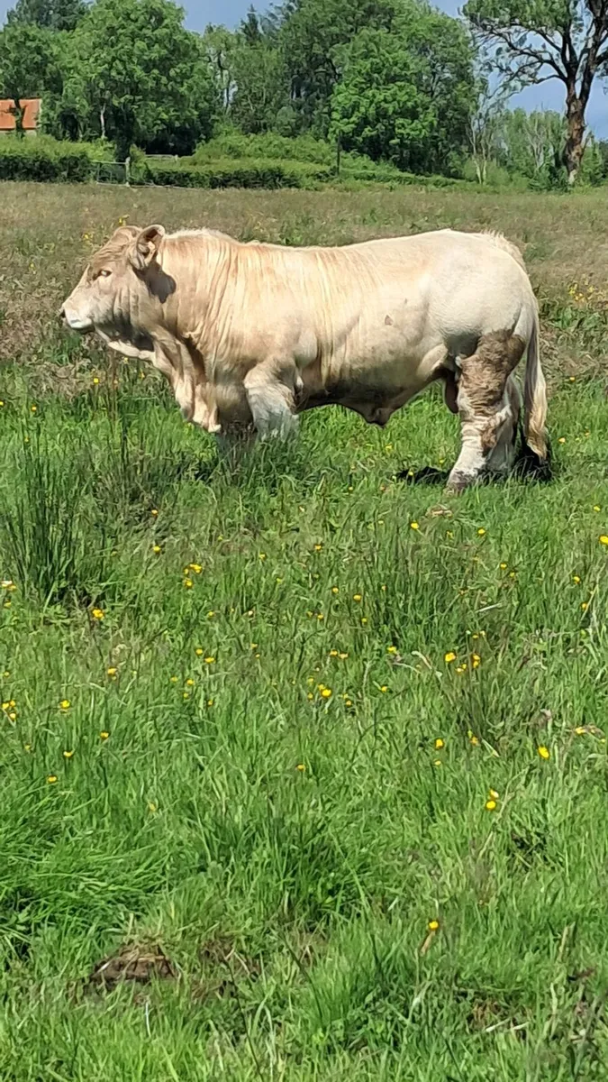Charolais bull 5 star - Image 3
