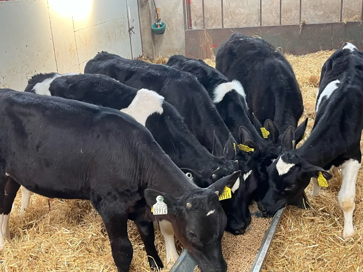 Real Proper Fully Weaned Bull Runners - Image 1