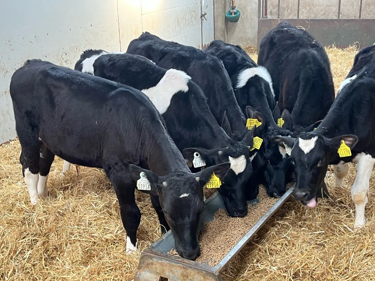 Real Proper Fully Weaned Bull Runners - Image 2