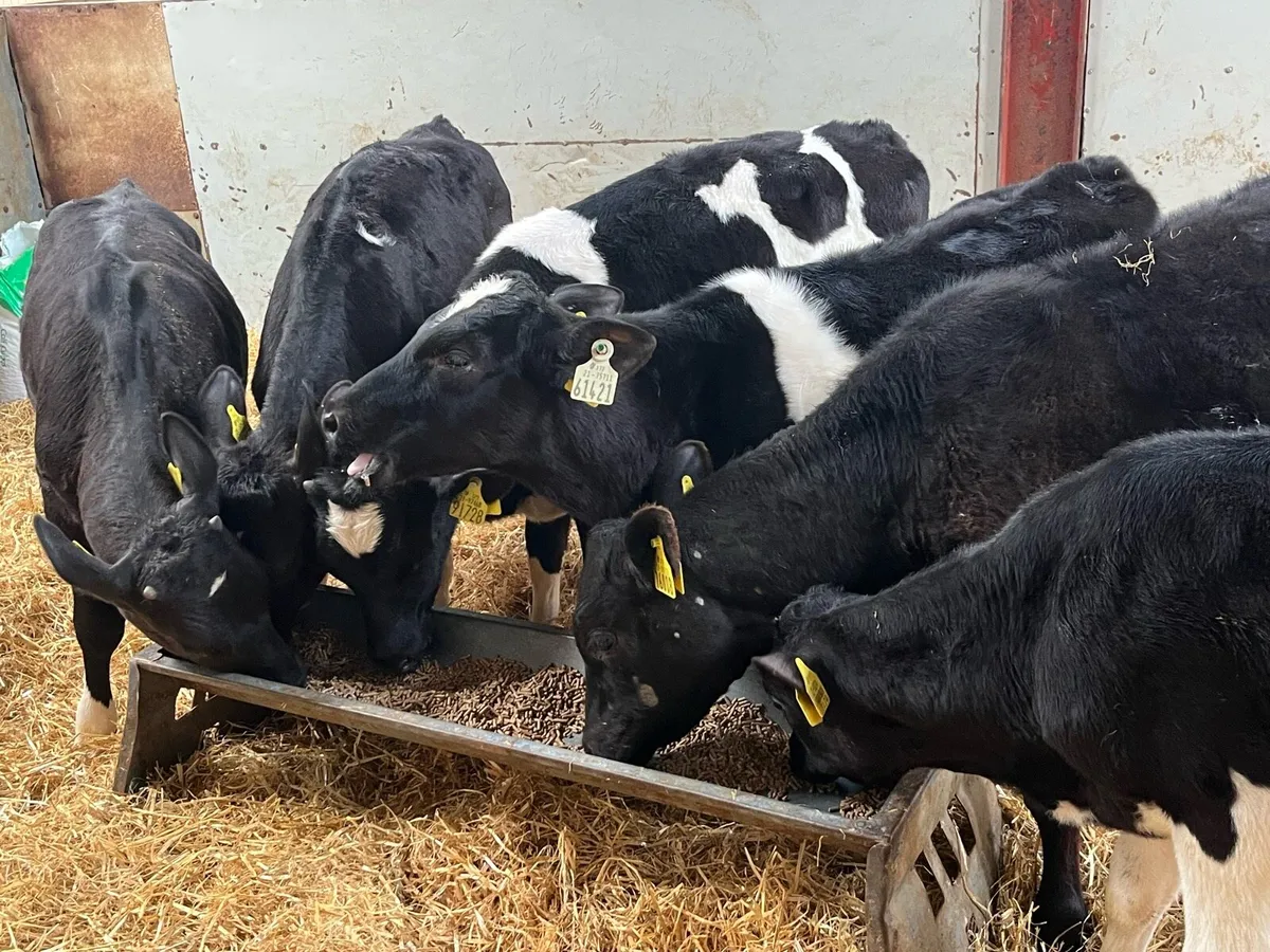 Real Proper Fully Weaned Bull Runners - Image 3