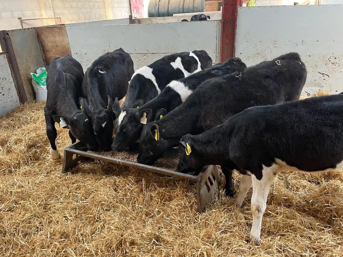 Real Proper Fully Weaned Bull Runners - Image 4