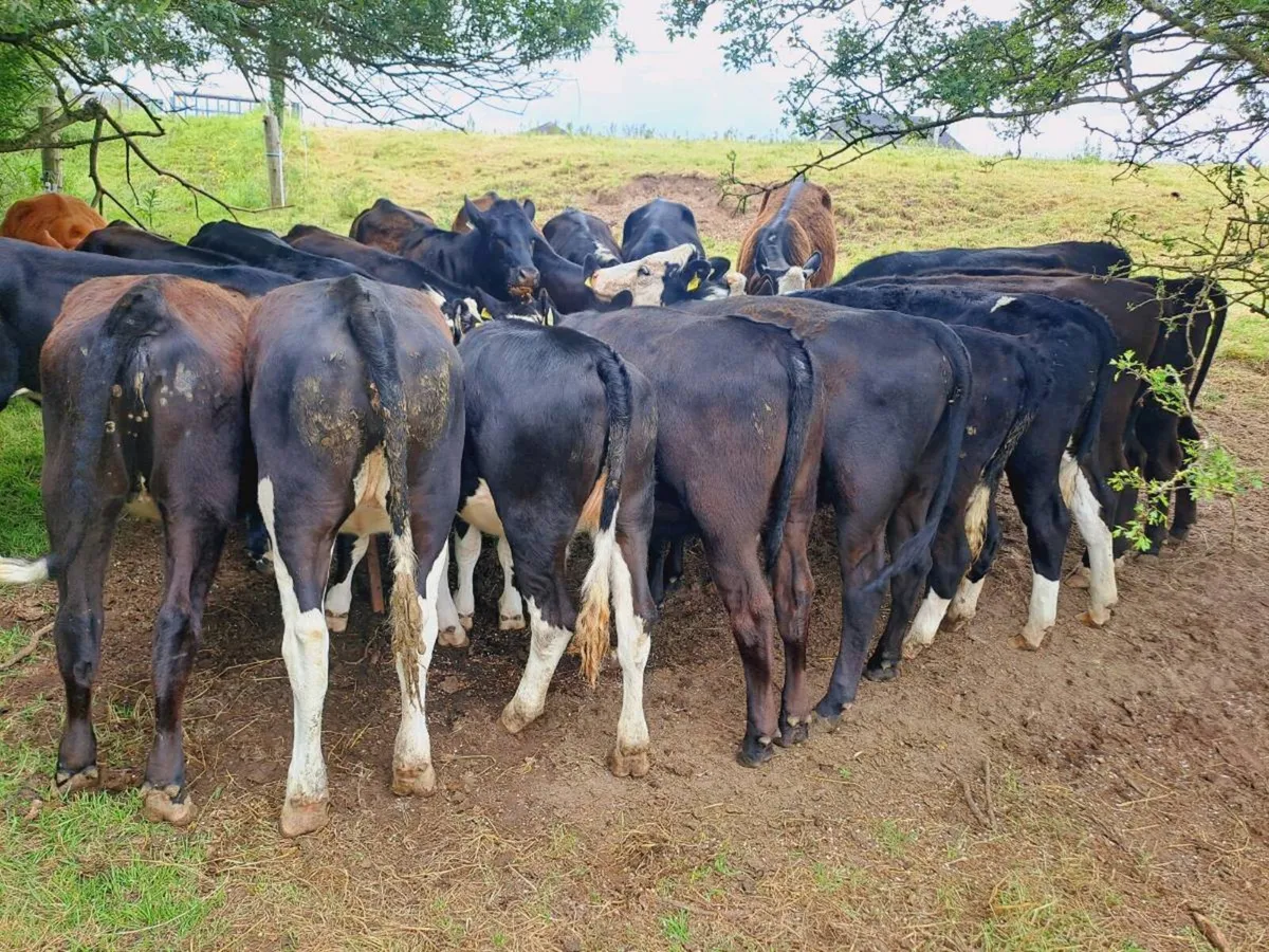 20 Hereford and Angus heifers 320 kgs - Image 1