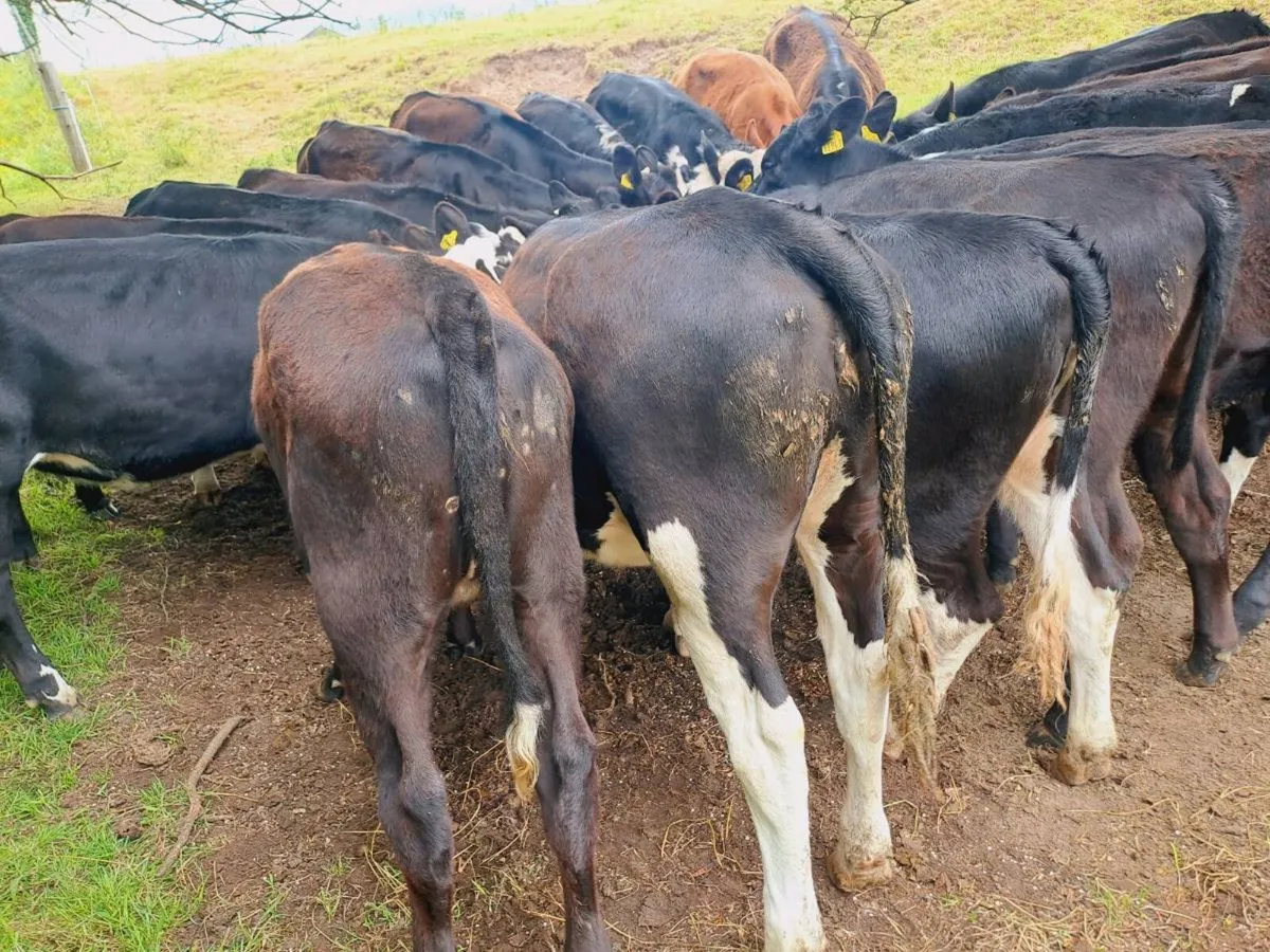 20 Hereford and Angus heifers 320 kgs - Image 2