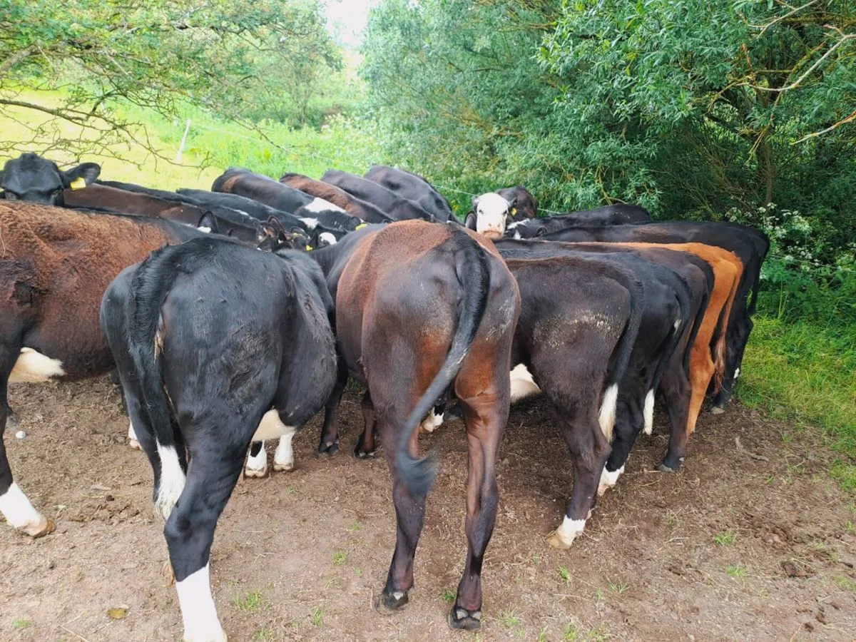 20 Hereford and Angus heifers 320 kgs - Image 3