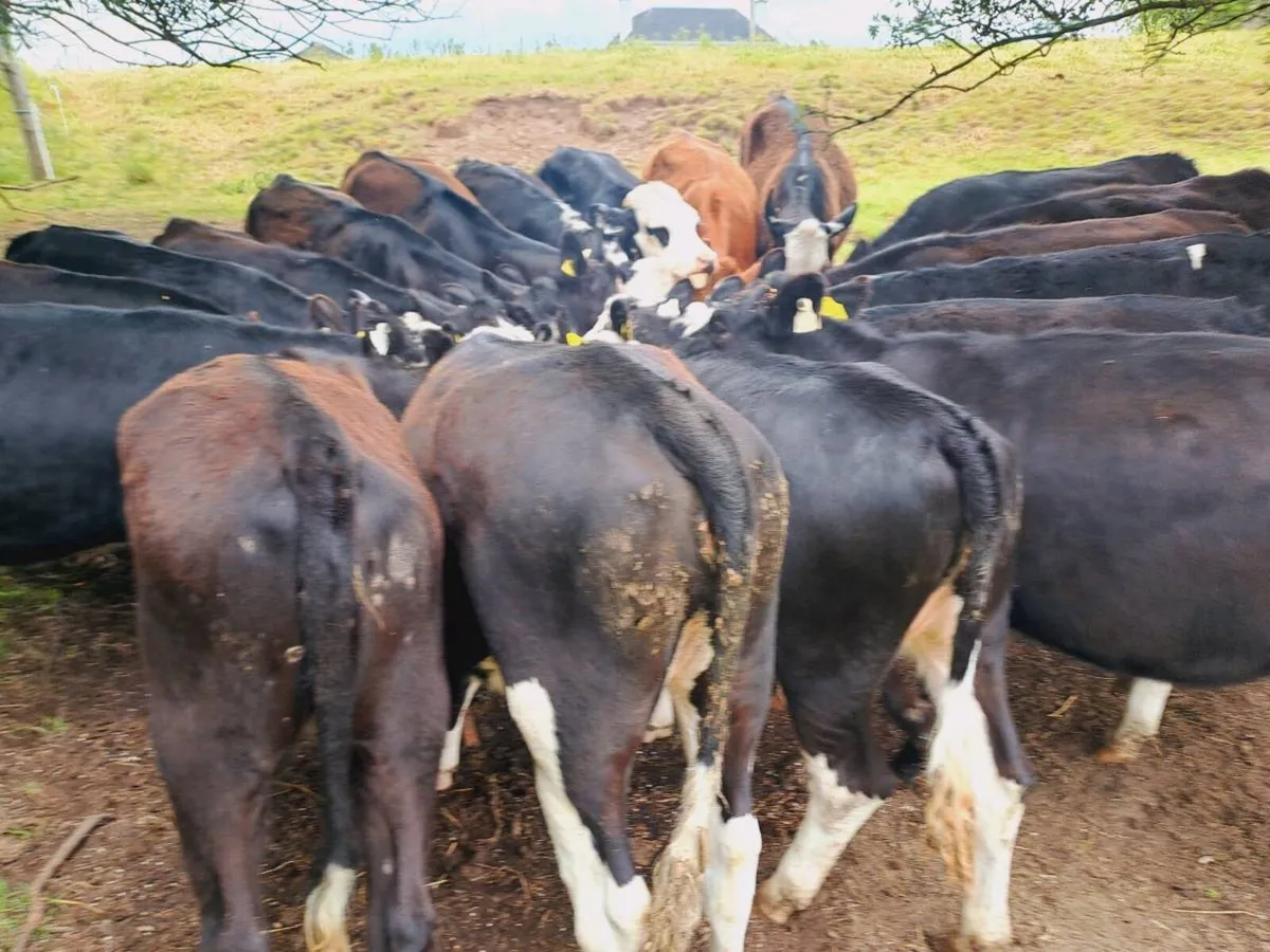 20 Hereford and Angus heifers 320 kgs - Image 4