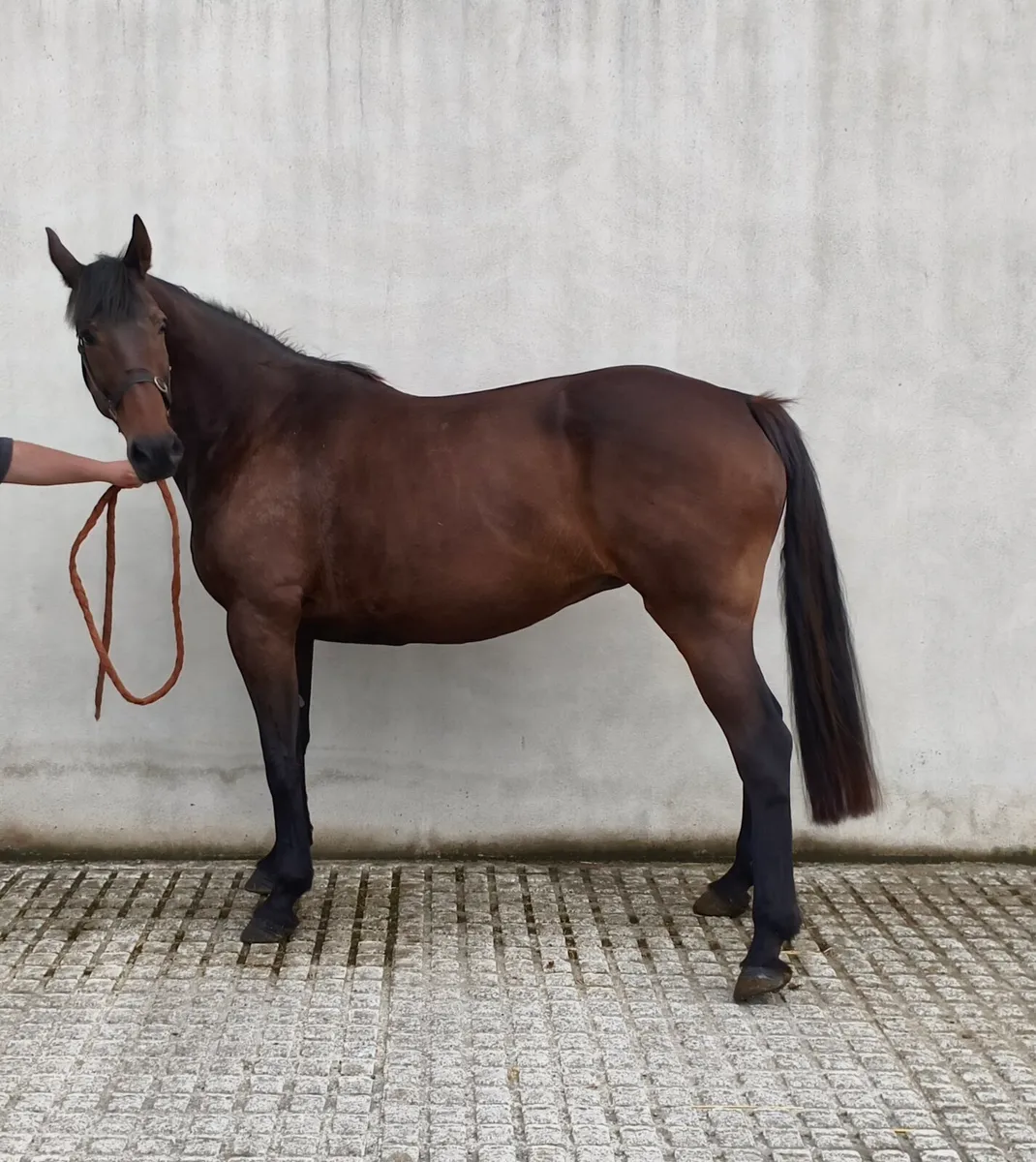 15yr old Mare Chippison x Master Imp - Image 1
