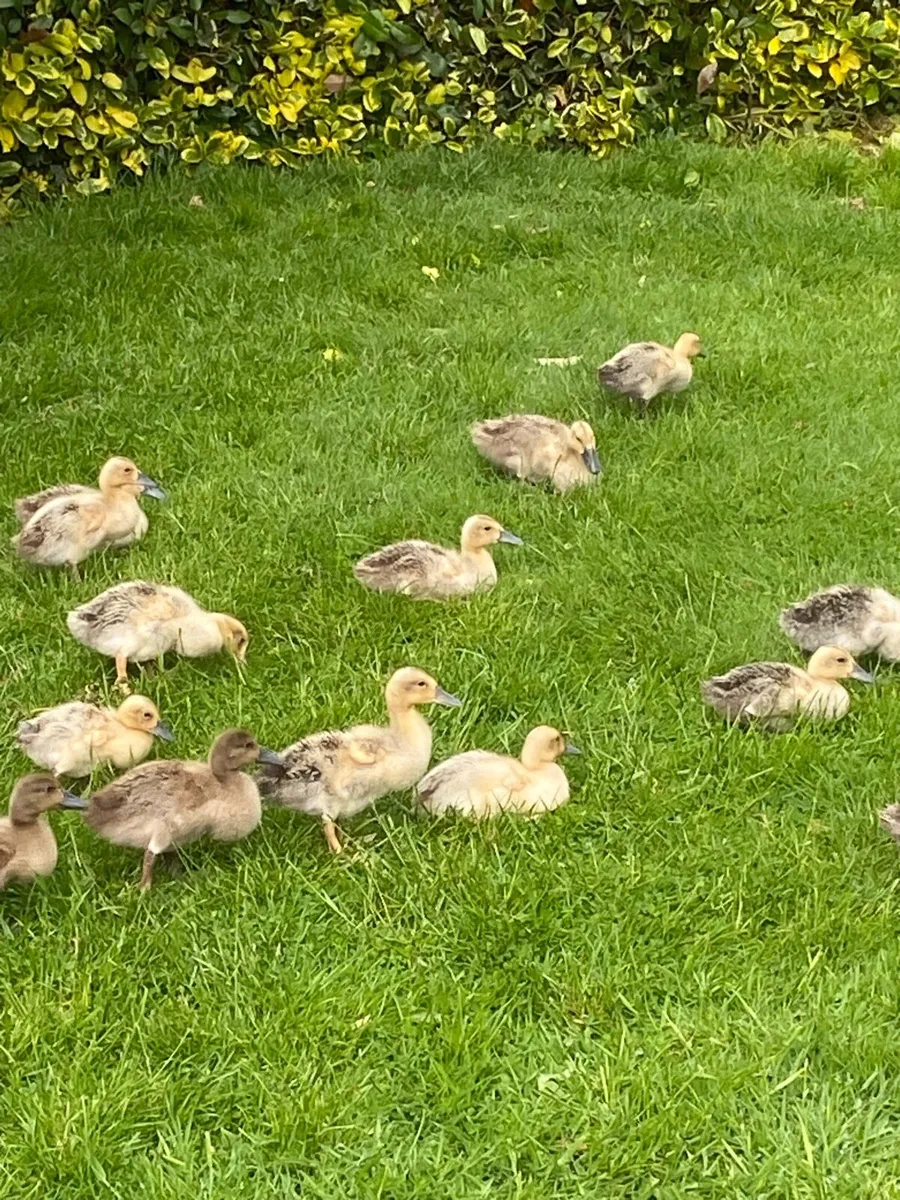 Walsh Harlequin ducklings for sale - Image 1