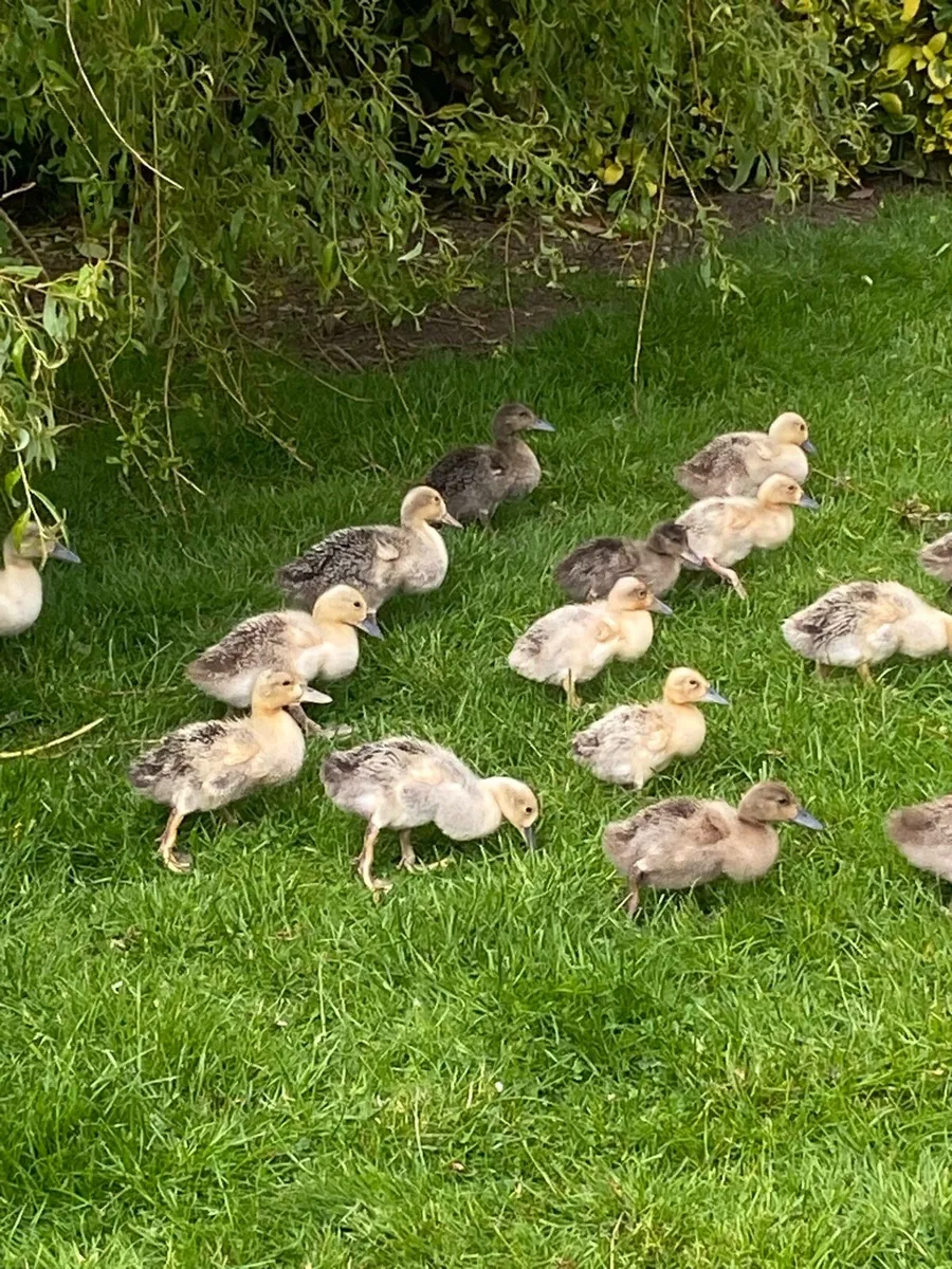 Walsh Harlequin ducklings for sale - Image 2