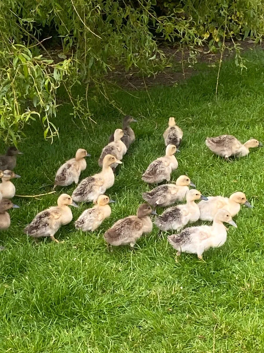 Walsh Harlequin ducklings for sale - Image 3