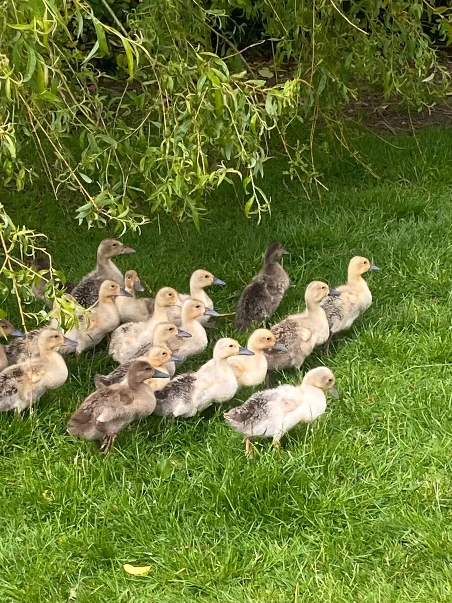 Walsh Harlequin ducklings for sale - Image 4