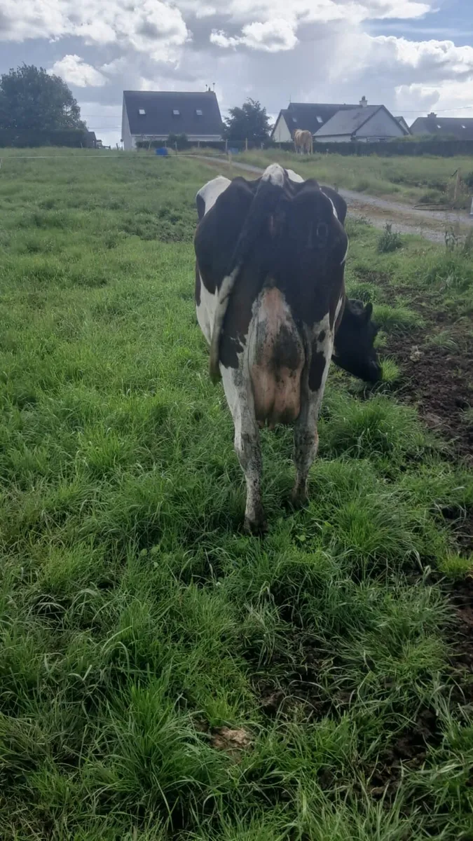 Friesian cow - Image 2
