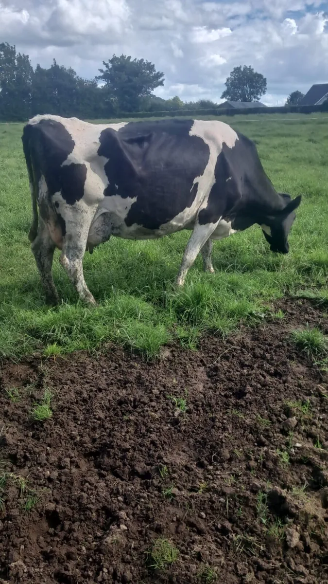 Friesian cow - Image 1