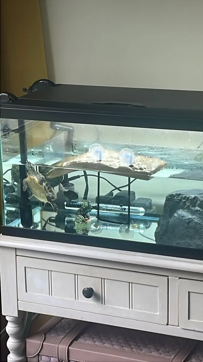 River Cooter Turtles and tank