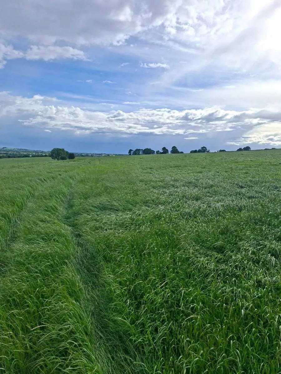135 acres of silage meadow