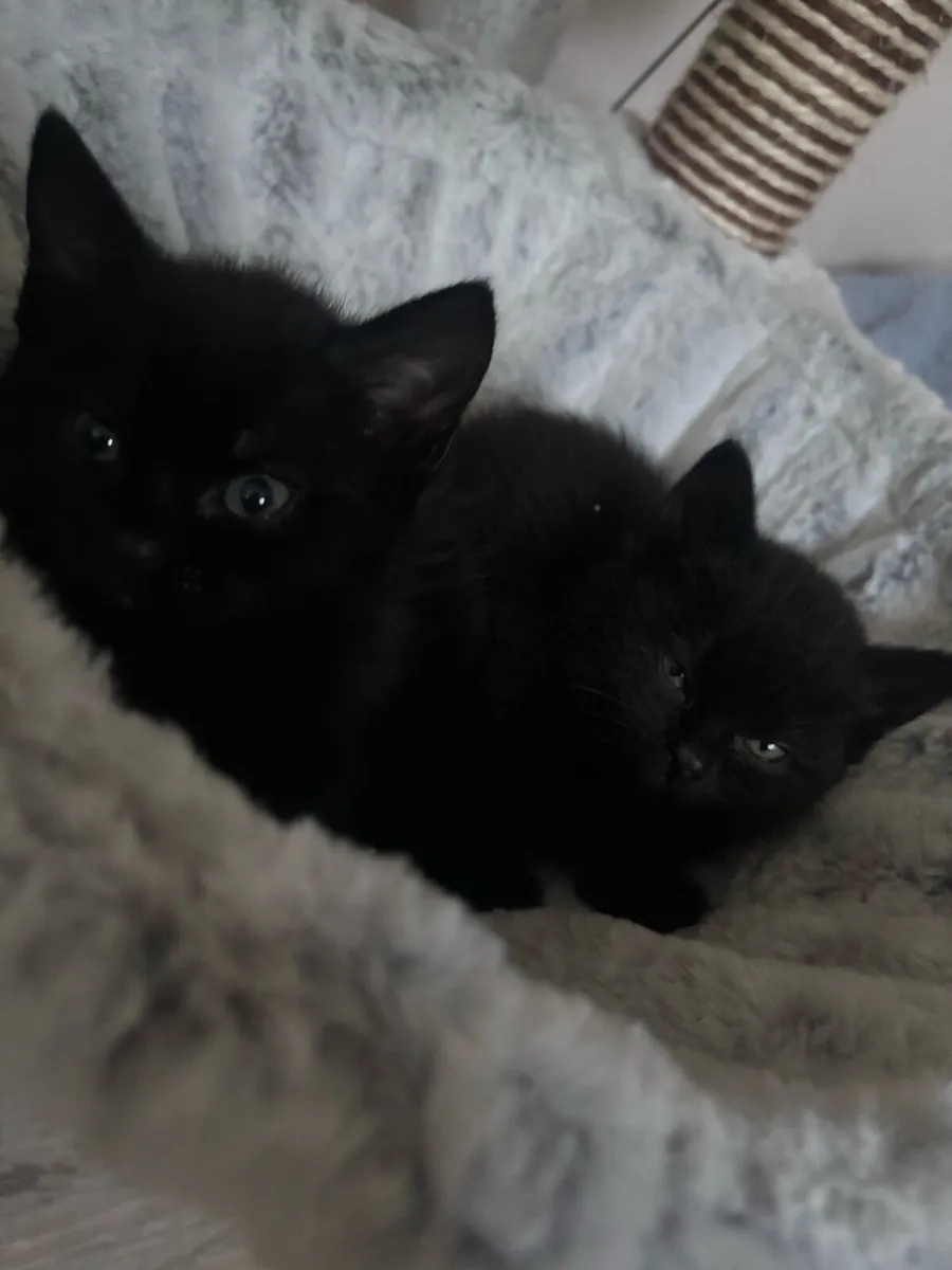 Kittens - Image 1