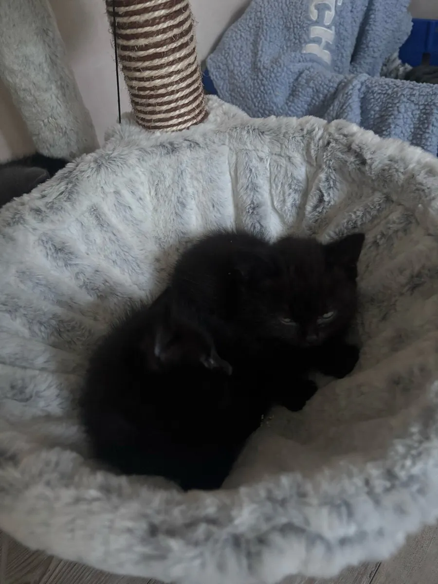 Kittens - Image 3