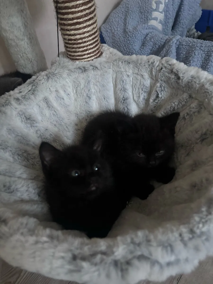 Kittens - Image 2