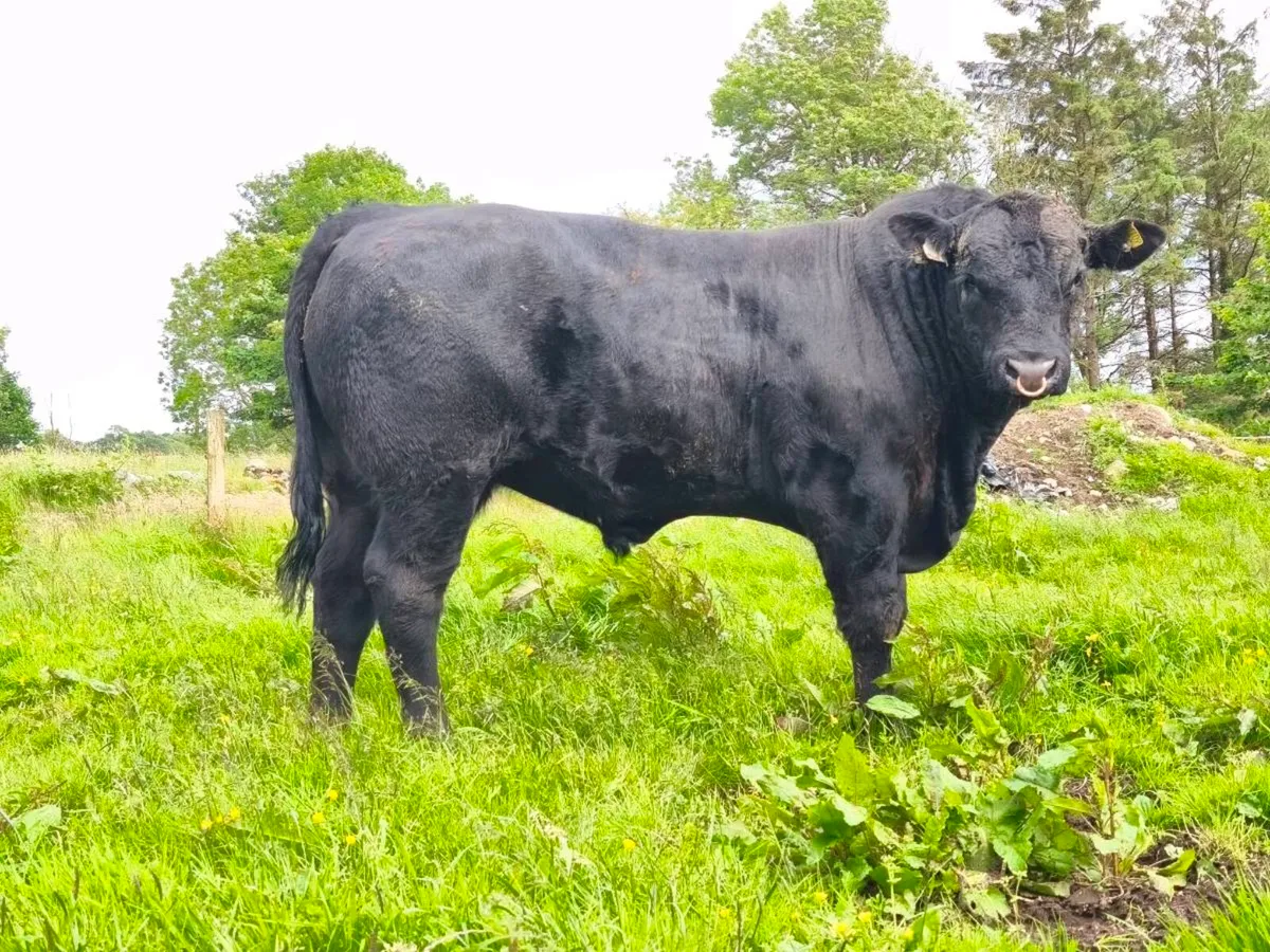 Angus bull - Image 1