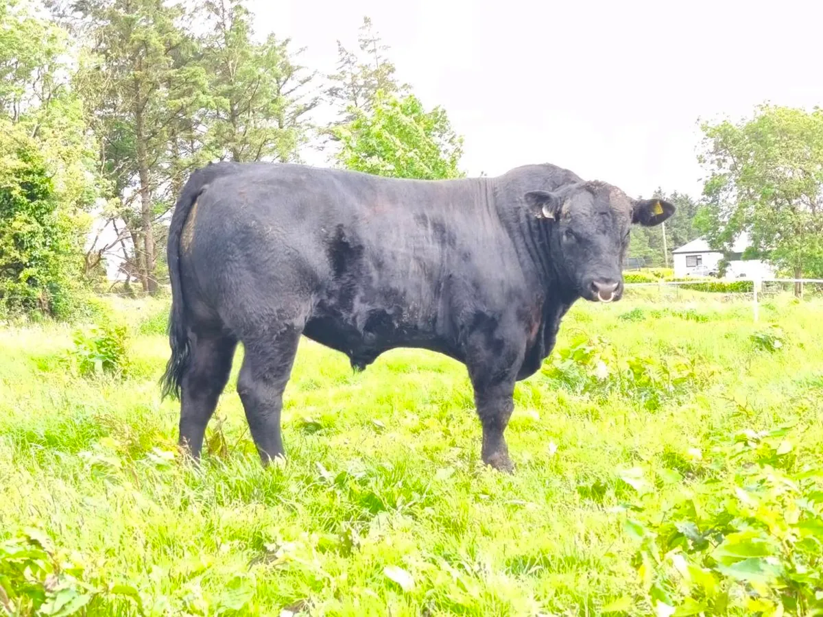 Angus bull - Image 2
