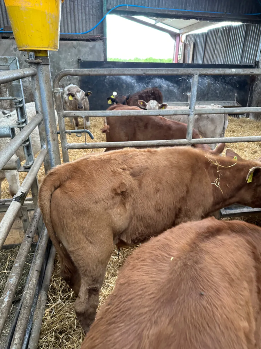 Lim and Charolais bulls - Image 4