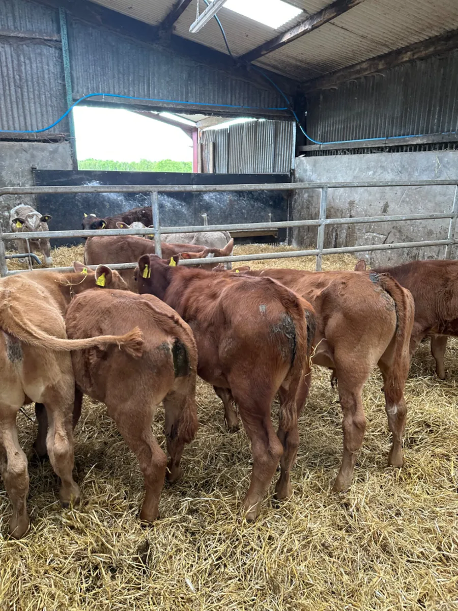Lim and Charolais bulls - Image 2