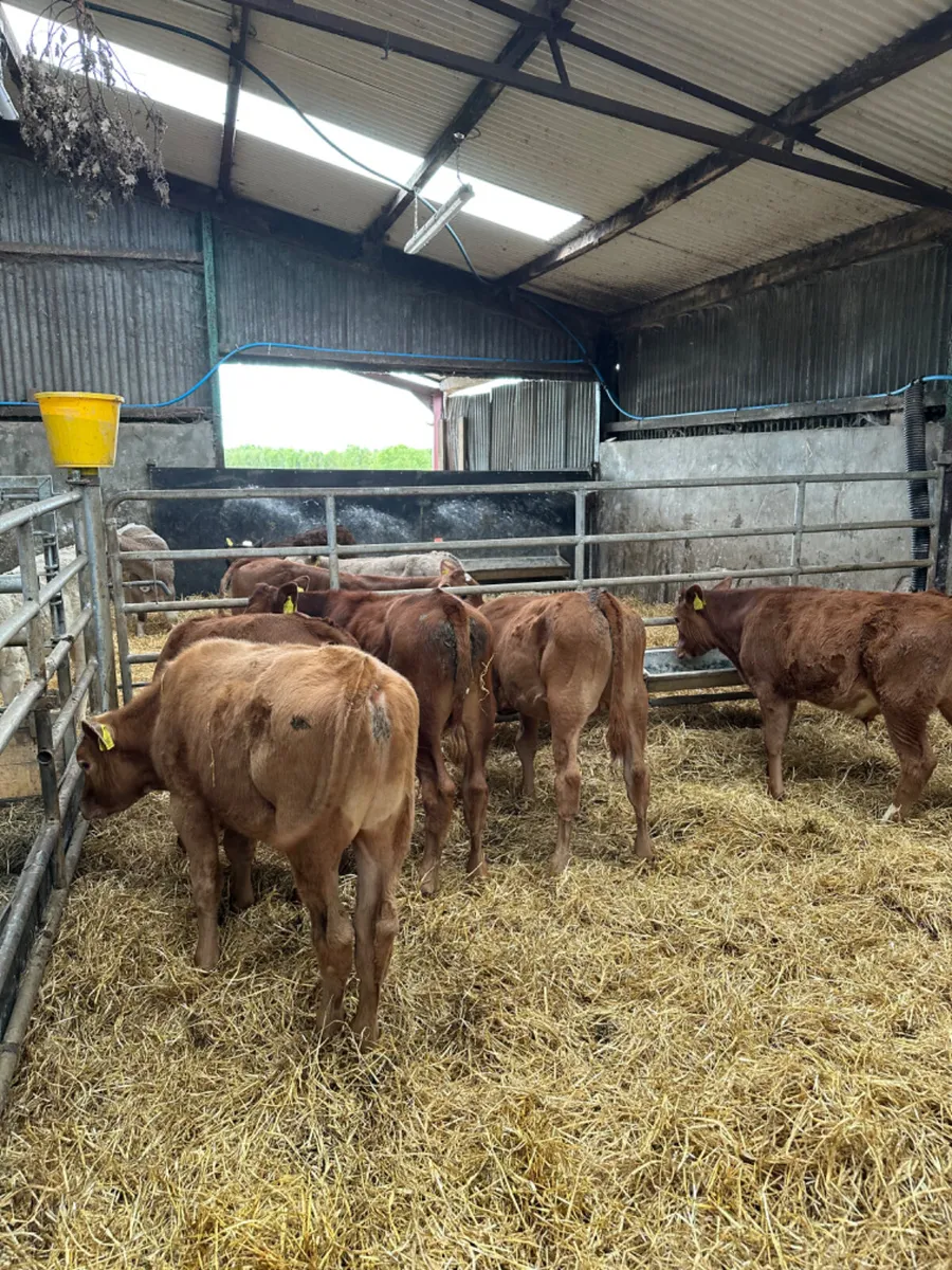 Lim and Charolais bulls - Image 1
