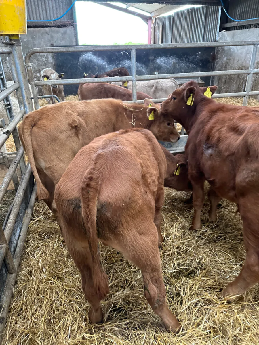 Lim and Charolais bulls - Image 3