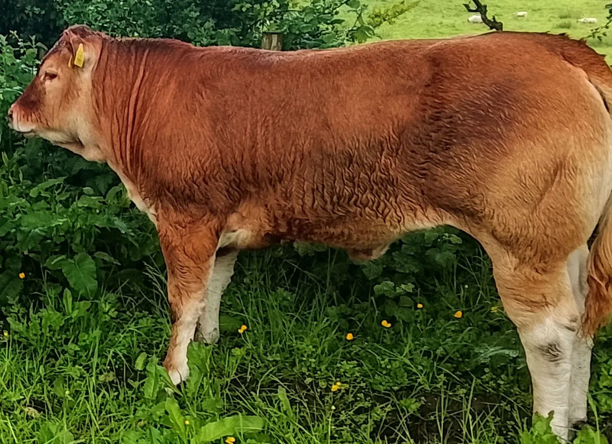 Pedigree Limousin Show Heifer - Image 2