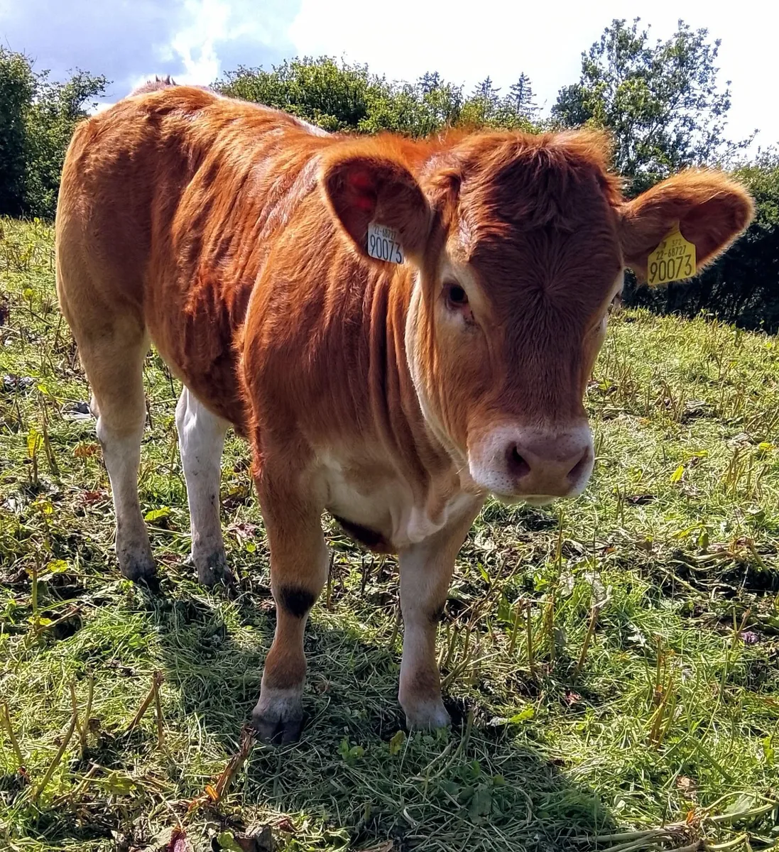 Pedigree Limousin Show Heifer - Image 1