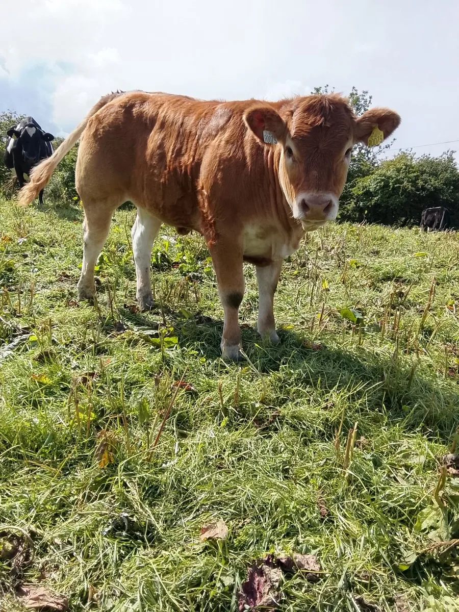 Pedigree Limousin Show Heifer - Image 3