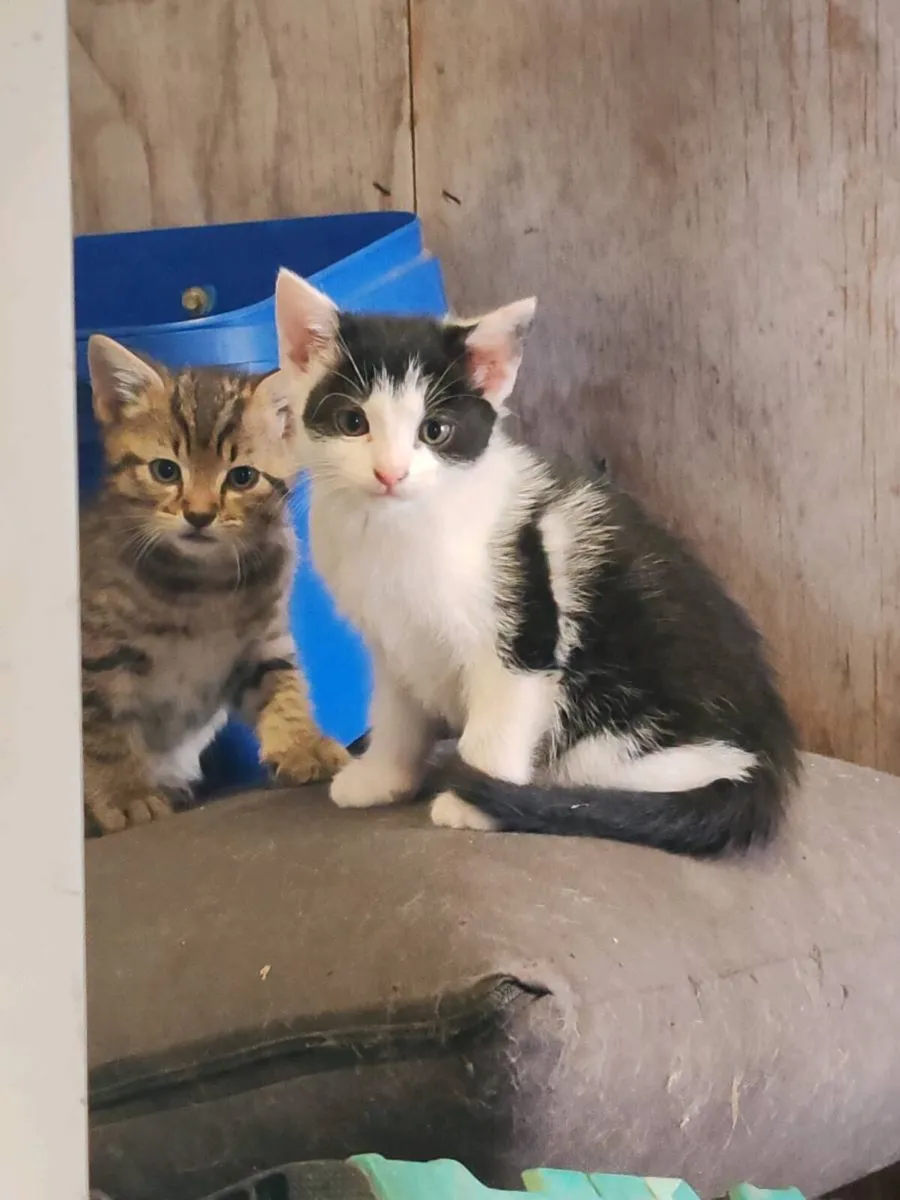KITTENS 🐱 - Image 1