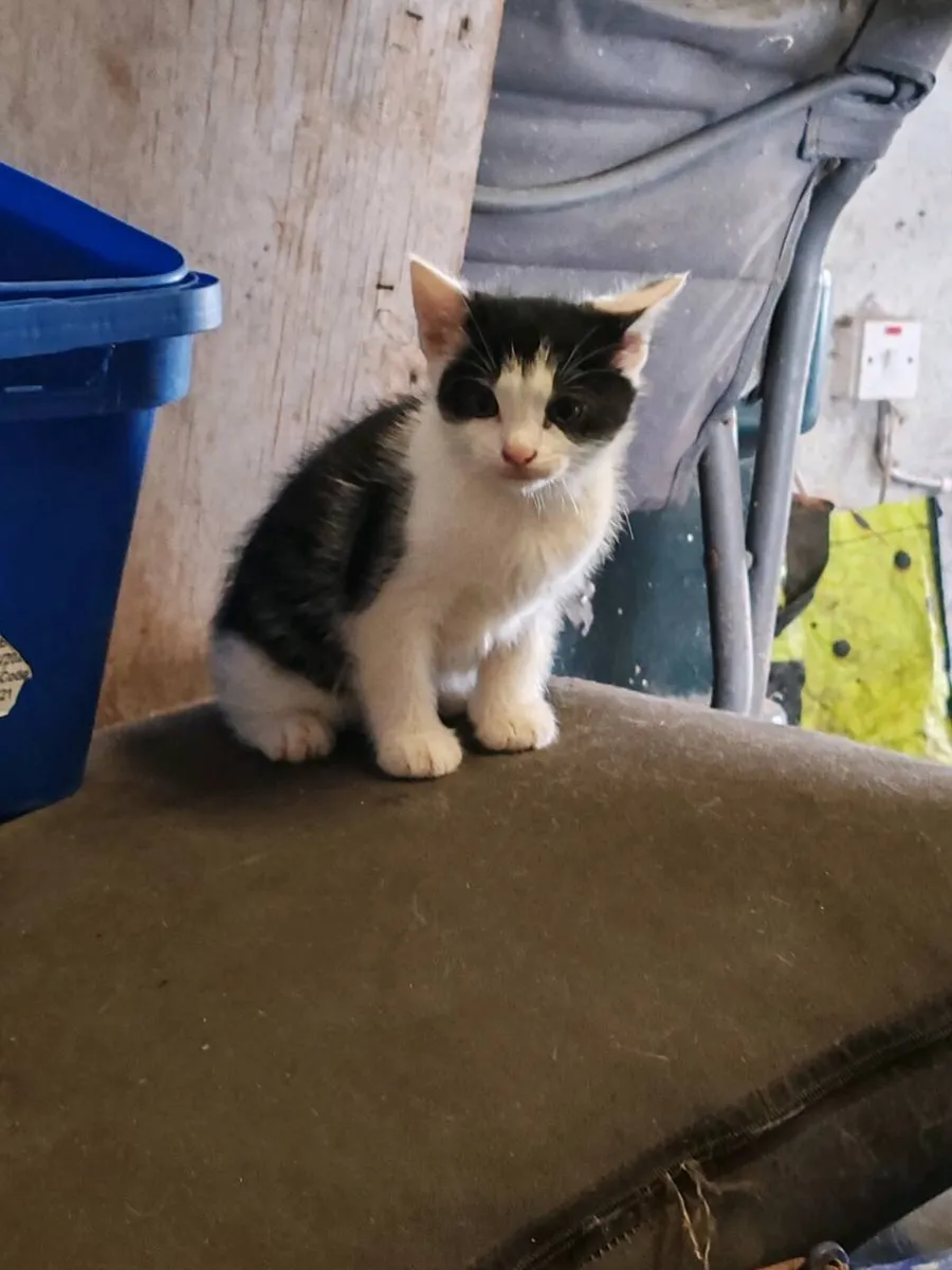 KITTENS 🐱 - Image 2