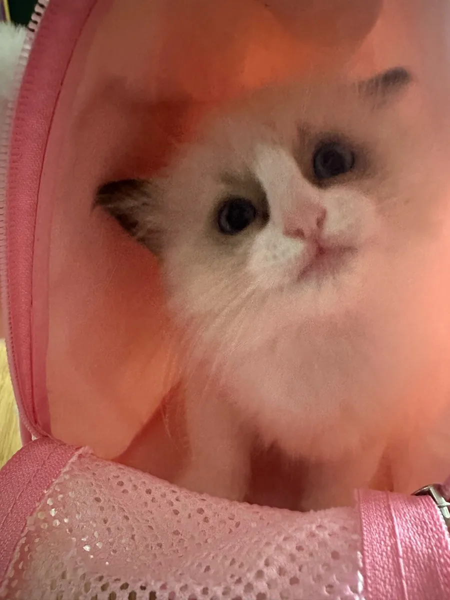 Ragdoll kittens - Image 1