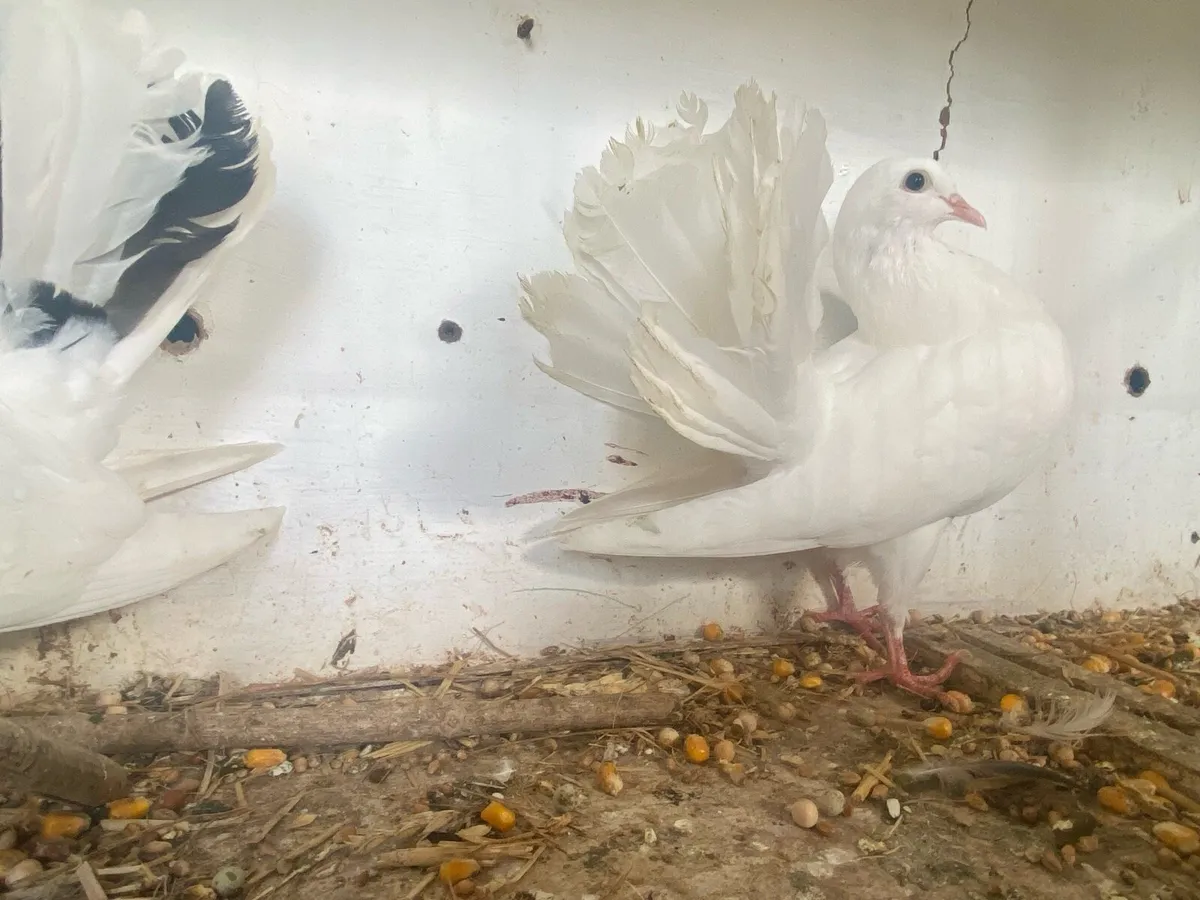 Fantails - Image 2