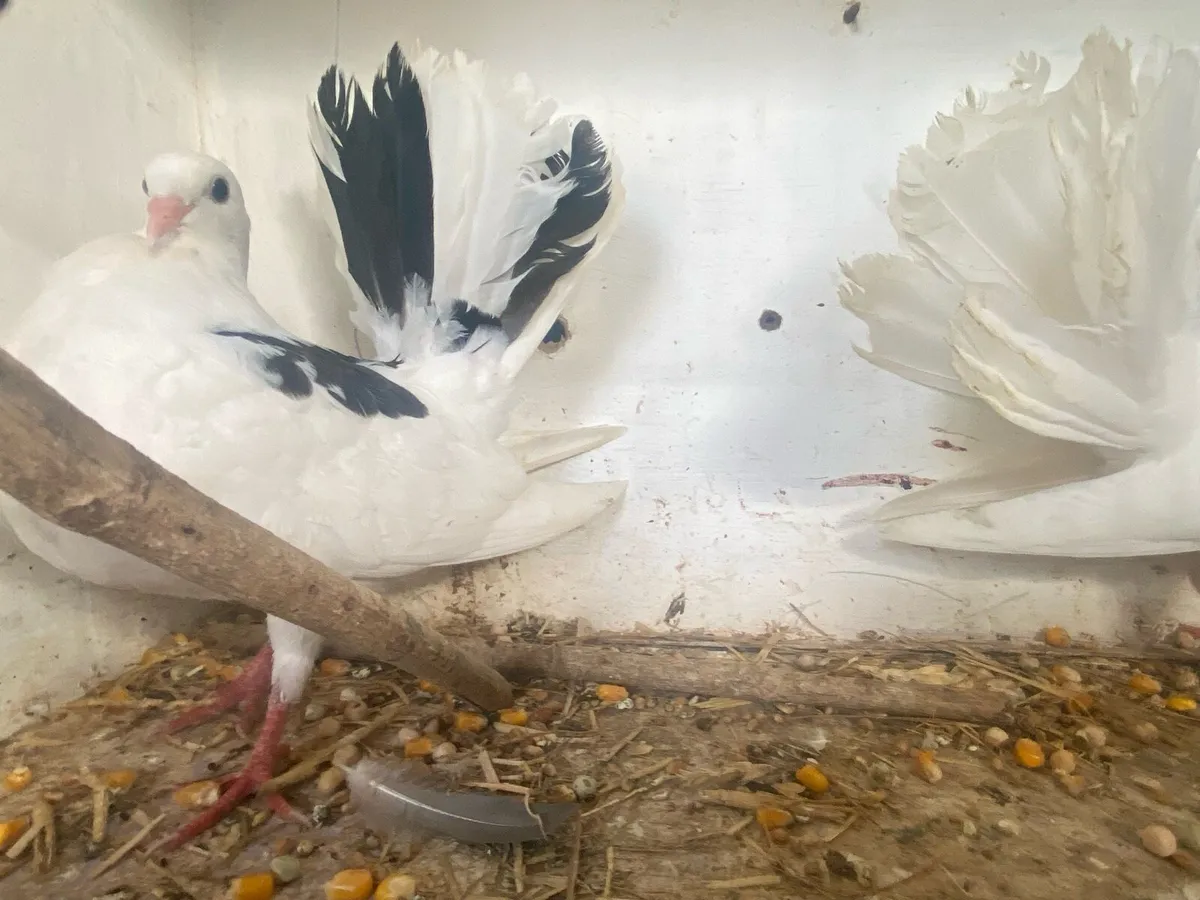 Fantails - Image 3