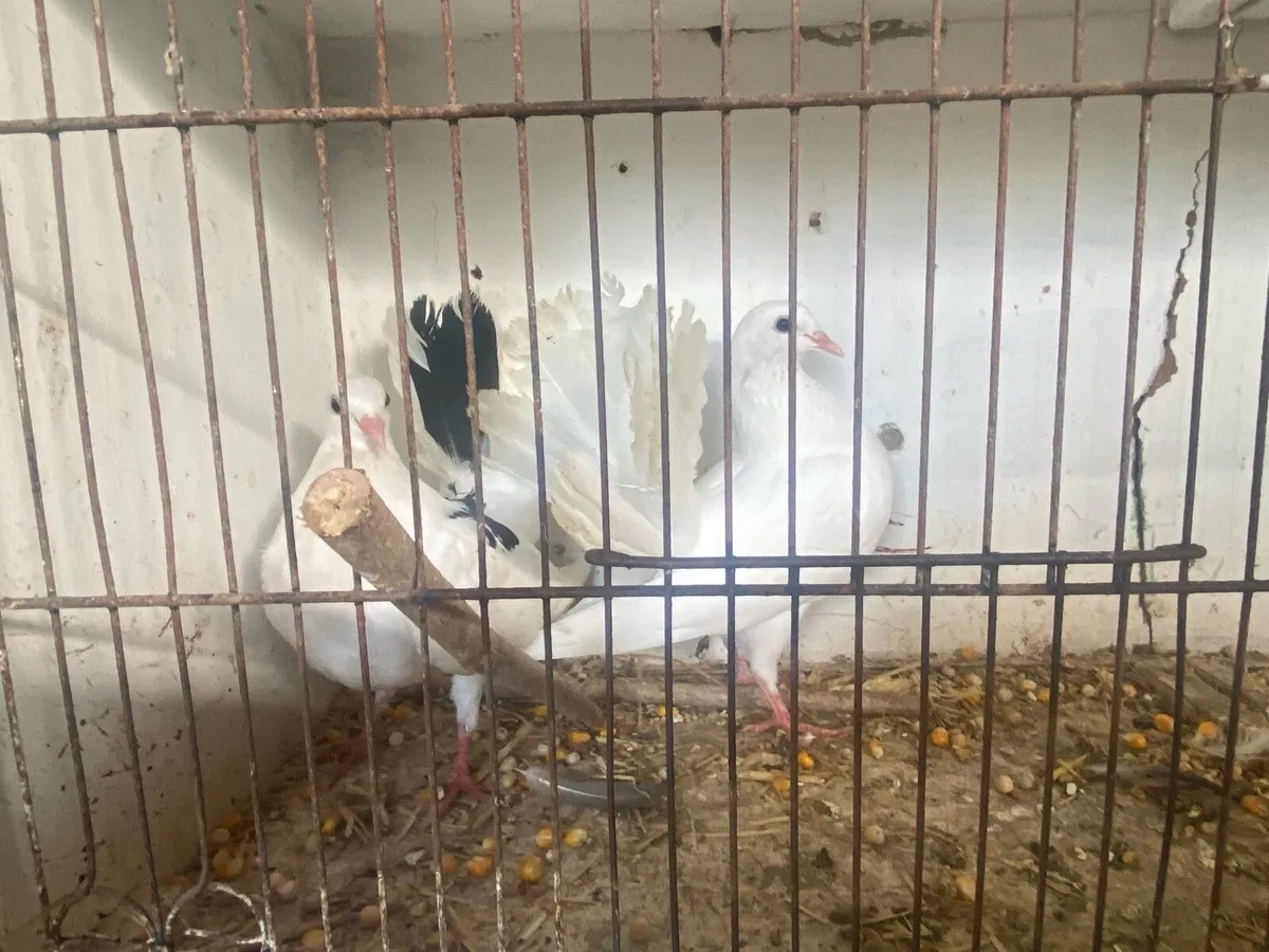 Fantails - Image 1