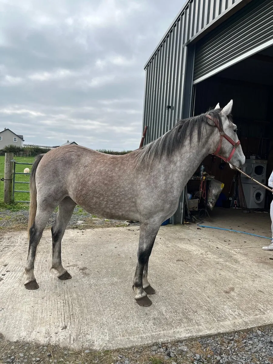 Horse - Image 1