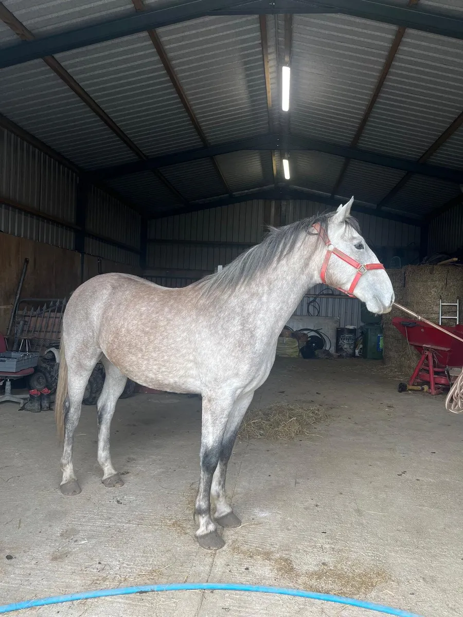 Horse - Image 2