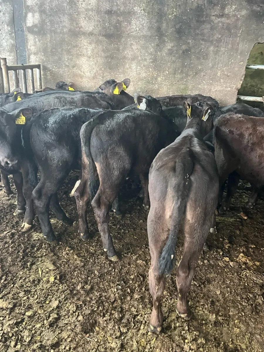 15 fully weaned Angus heifers - Image 2