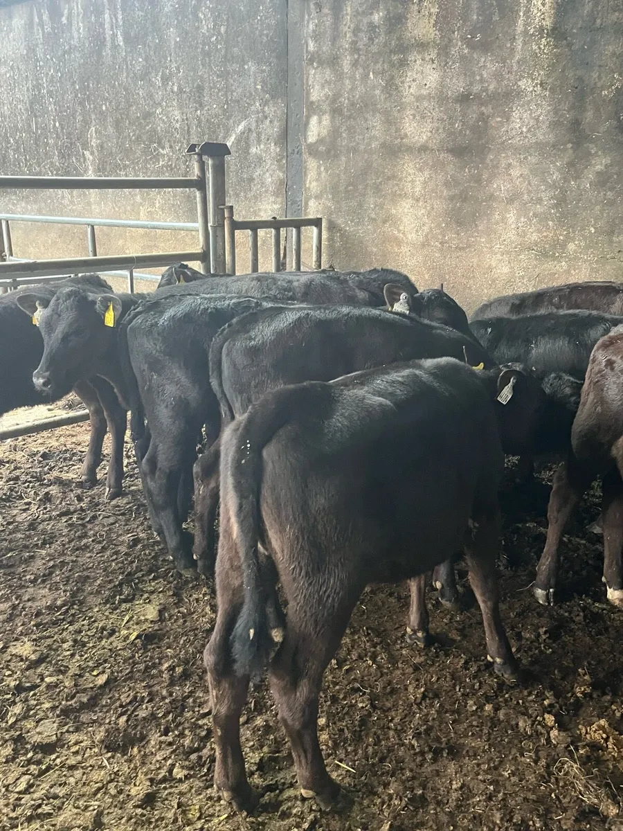 15 fully weaned Angus heifers - Image 3