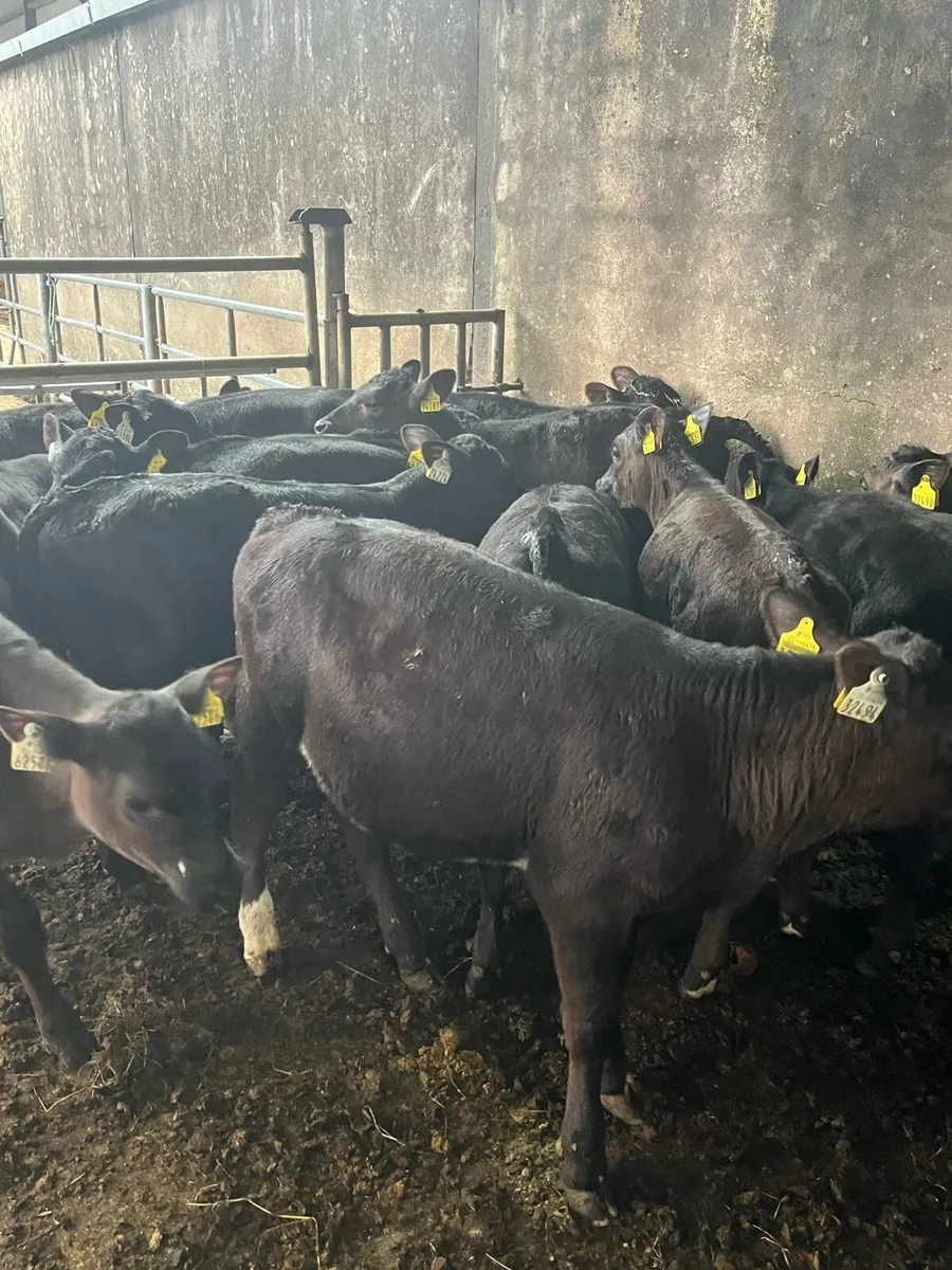 15 fully weaned Angus heifers - Image 4