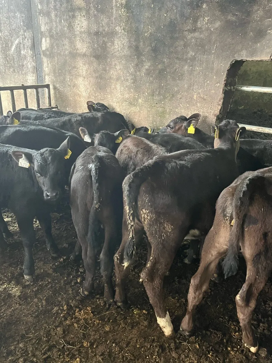 15 fully weaned Angus heifers - Image 1