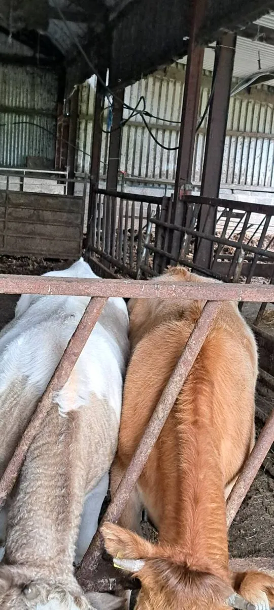 Weanling Heifers - Image 2
