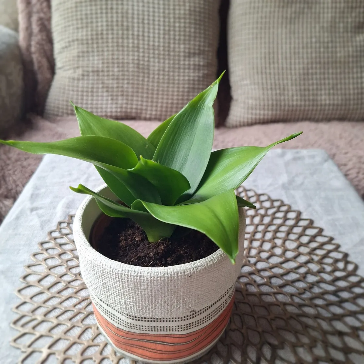 Beautiful Sansevieria Hahnii in decorative pot - Image 3