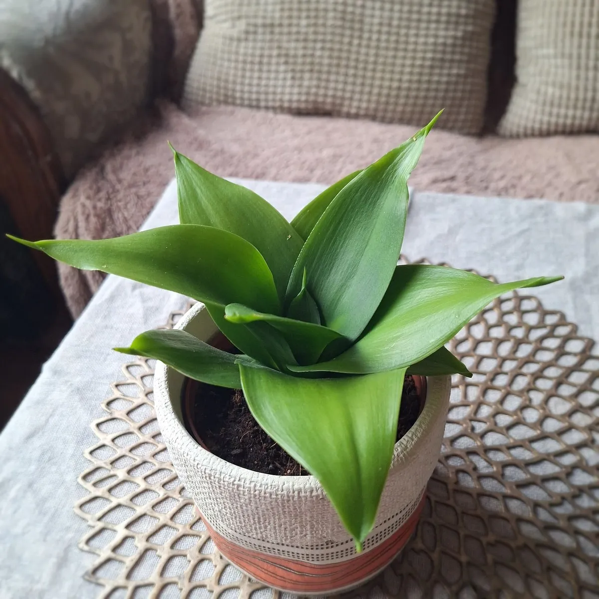 Beautiful Sansevieria Hahnii in decorative pot - Image 4